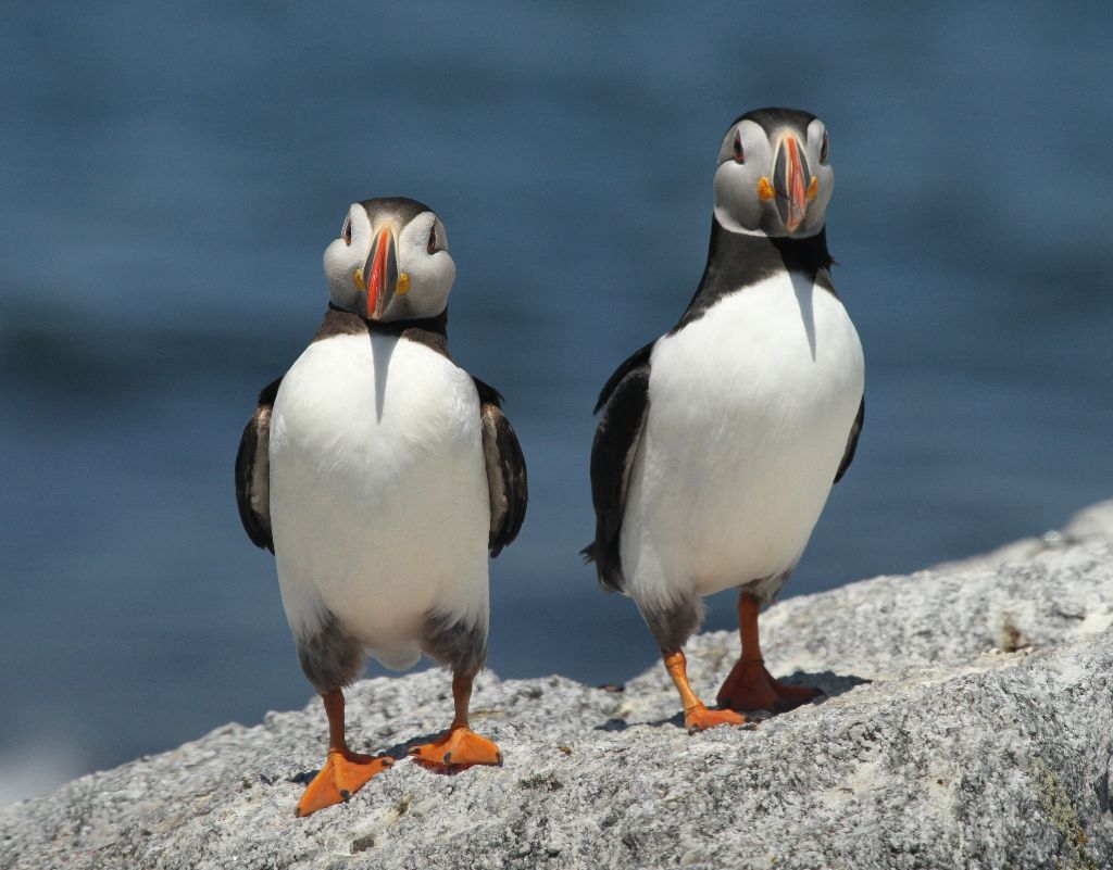 The 4 Best Ways to See Puffins in Maine - Birds and Blooms